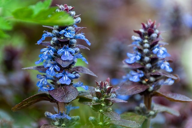 Free download nettle plant medicinal plant free picture to be edited with GIMP free online image editor
