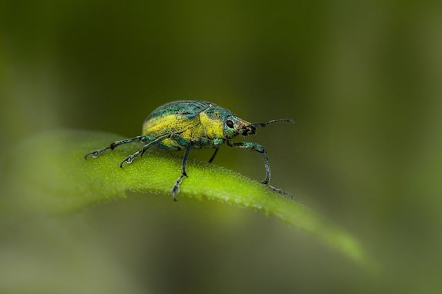 Free download nettle weevil insect beetle grass free picture to be edited with GIMP free online image editor