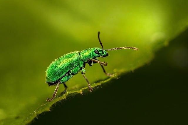 Free download nettle weevil phyllobius pomaceus free picture to be edited with GIMP free online image editor