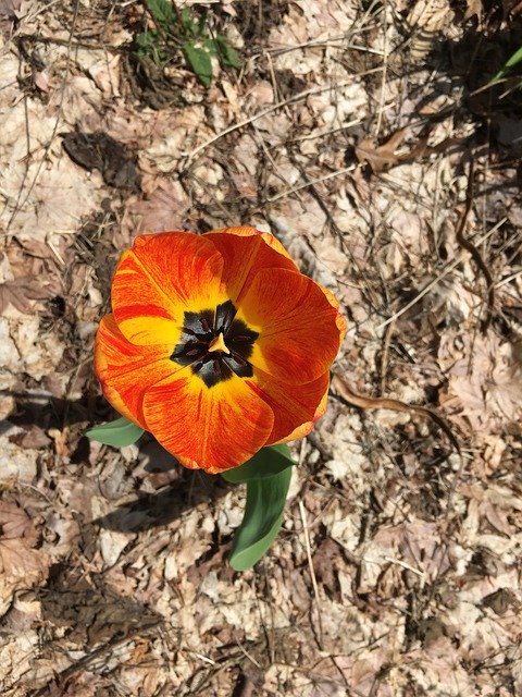 Muat turun percuma New Beginnings Flower Spring - foto atau gambar percuma untuk diedit dengan editor imej dalam talian GIMP