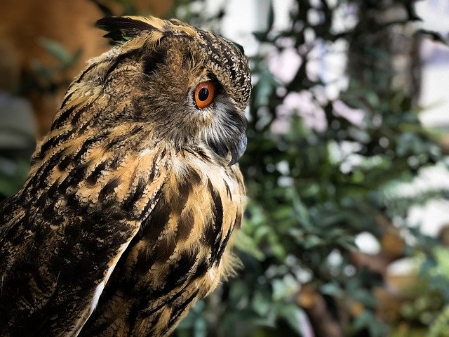 Безкоштовно завантажте New Birds Feather Blind — безкоштовну фотографію чи зображення для редагування за допомогою онлайн-редактора зображень GIMP