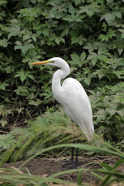 Free download new birds waterfowl stork animal free picture to be edited with GIMP free online image editor