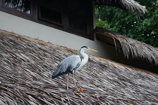 Unduh gratis Burung Terbang Baru - foto atau gambar gratis untuk diedit dengan editor gambar online GIMP