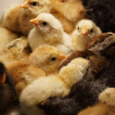 Newly hatched chicks  screen for extension Chrome web store in OffiDocs Chromium