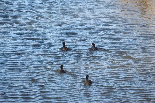 Téléchargement gratuit de Nouveaux oiseaux migrateurs - photo ou image gratuite à éditer avec l'éditeur d'images en ligne GIMP