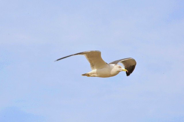 Бесплатно скачать новое крыло чайки и животное природы бесплатное изображение для редактирования с помощью бесплатного онлайн-редактора изображений GIMP