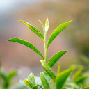 New Sprout Theme  screen for extension Chrome web store in OffiDocs Chromium