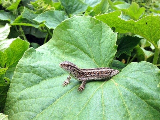 Download grátis Newt The Lizard Foliage - foto ou imagem grátis para ser editada com o editor de imagens online GIMP