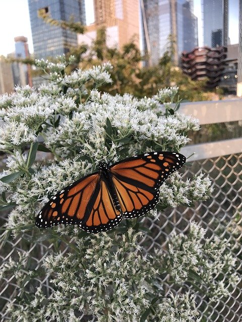 Gratis download New York Butterfly Monarch The - gratis foto of afbeelding om te bewerken met GIMP online afbeeldingseditor