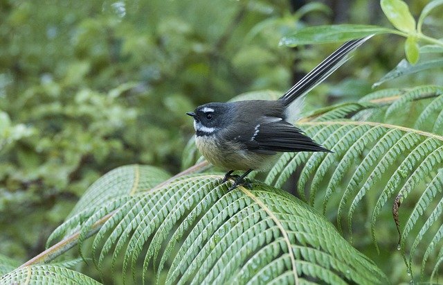 Free download New Zealand Fantail Bird Maori -  free photo or picture to be edited with GIMP online image editor