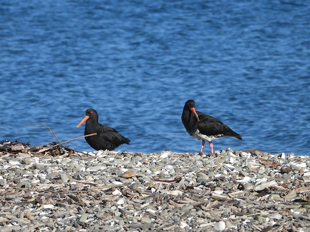 Free download New Zealand Oyster Catcher Bird -  free photo or picture to be edited with GIMP online image editor