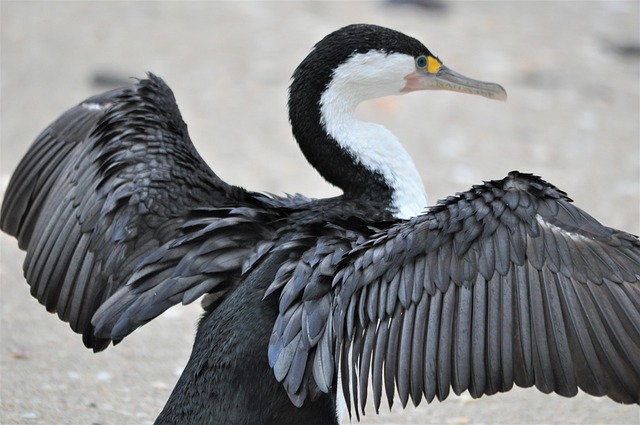 Free download new zealand pied cormorant free picture to be edited with GIMP free online image editor