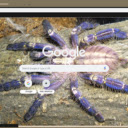 Nhen tarantula  screen for extension Chrome web store in OffiDocs Chromium