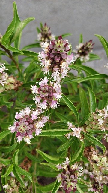 Free download Niazbo Sweet Basil Tiny Flowers -  free photo or picture to be edited with GIMP online image editor