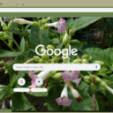 Nicotiana  screen for extension Chrome web store in OffiDocs Chromium