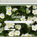 Nierembergia  screen for extension Chrome web store in OffiDocs Chromium