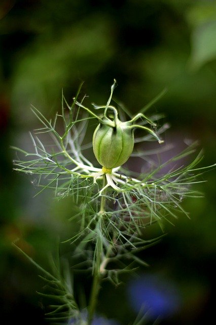 Free picture Nigella Damascena Seed Box -  to be edited by GIMP free image editor by OffiDocs