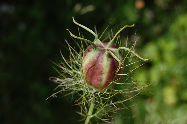 Free download Nigella Fruit Faded -  free photo or picture to be edited with GIMP online image editor