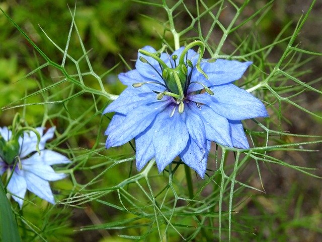 Muat turun percuma Nigella Virgin In The Green Black - foto atau gambar percuma untuk diedit dengan editor imej dalam talian GIMP