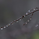 night dew drops  screen for extension Chrome web store in OffiDocs Chromium