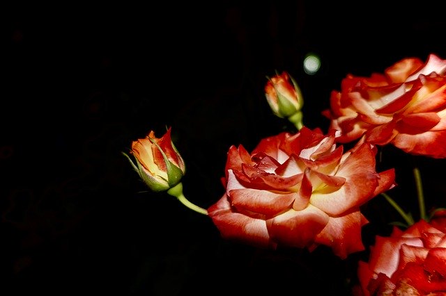 הורדה חינם Night Flower Bloom - תמונה או תמונה בחינם לעריכה עם עורך התמונות המקוון GIMP