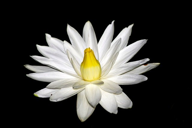 Descărcare gratuită Night Flower Lotus - fotografie sau imagini gratuite pentru a fi editate cu editorul de imagini online GIMP