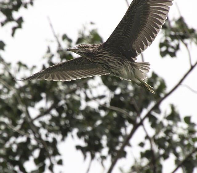 Free download night heron bird ornithology flying free picture to be edited with GIMP free online image editor