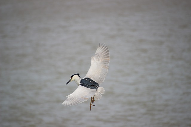 Free download night heron flying bird water bird free picture to be edited with GIMP free online image editor