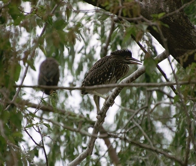 Libreng download night heron birds water birds libreng larawan na ie-edit gamit ang GIMP free online image editor