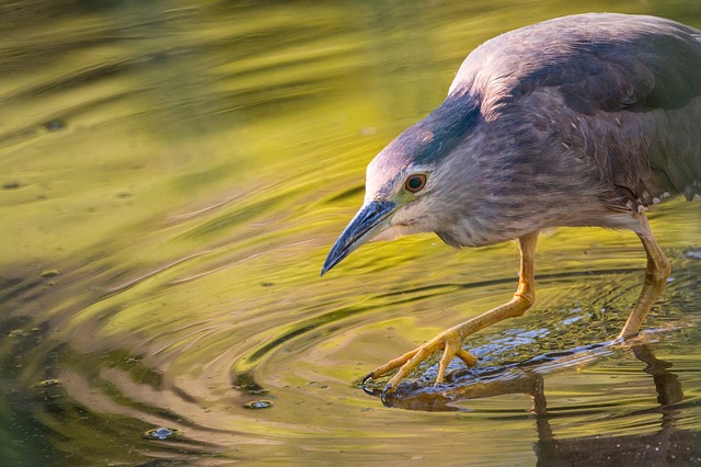 Free download night heron water pond lake waters free picture to be edited with GIMP free online image editor