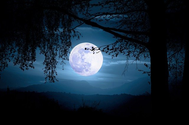 rừng cây phong cảnh đêm trăng bởi OffiDocs cho