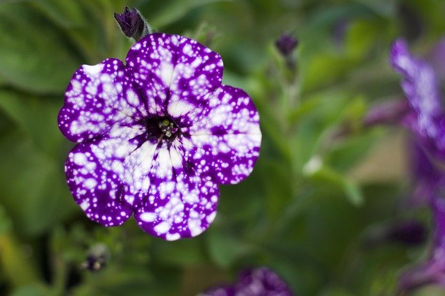 Descarga gratuita Night Sky Petunia Flower: foto o imagen gratuita para editar con el editor de imágenes en línea GIMP