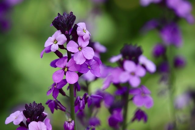 Free download night violet pointed flower free picture to be edited with GIMP free online image editor