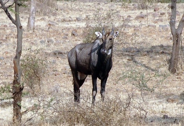 Gratis download Nilgai Antelope Animal gratis fotosjabloon om te bewerken met GIMP online afbeeldingseditor