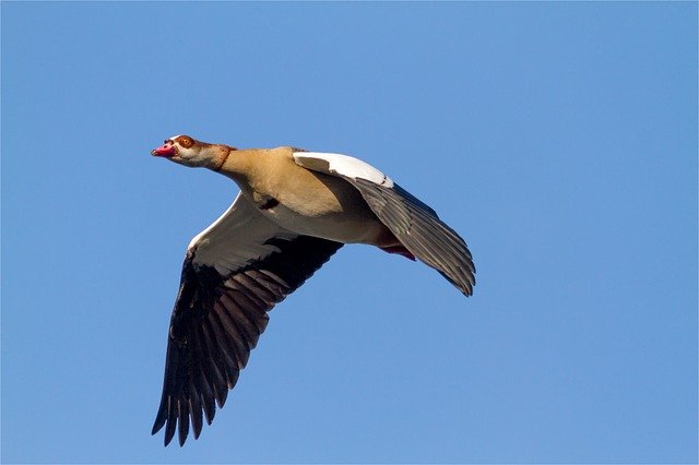 Free download Nilgans Air Flying -  free photo or picture to be edited with GIMP online image editor