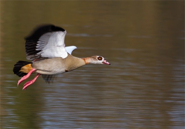 Gratis download Nilgans Animal Bird - gratis foto of afbeelding om te bewerken met GIMP online afbeeldingseditor