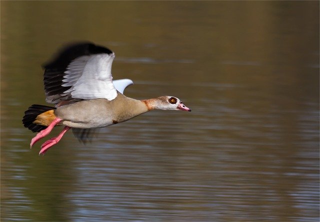 Descarga gratuita Nilgans Animal Bird: foto o imagen gratuita para editar con el editor de imágenes en línea GIMP