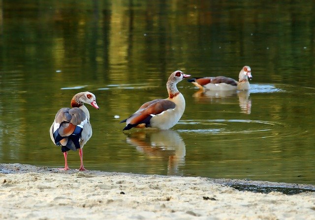 Free download Nilgans Bird Goose -  free photo or picture to be edited with GIMP online image editor