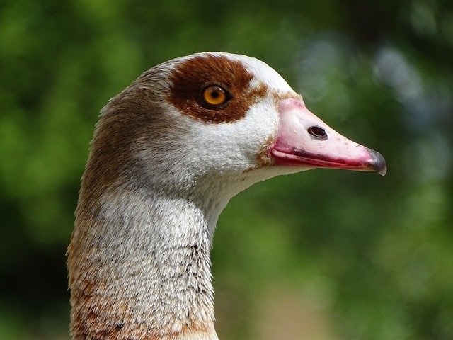 Descărcare gratuită Nilgans Macro View - fotografie sau imagine gratuită pentru a fi editată cu editorul de imagini online GIMP