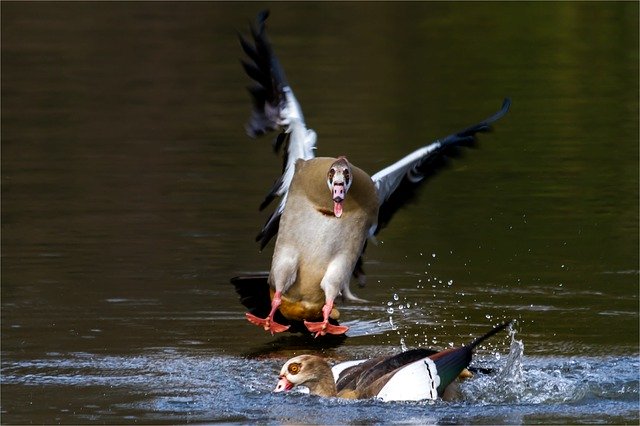 Descarga gratuita Nilgans Water Bird Animal: foto o imagen gratuita para editar con el editor de imágenes en línea GIMP