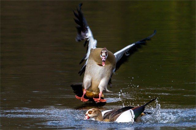 ດາວ​ໂຫຼດ​ຟຣີ Nilgans Water Bird ສັດ - ຮູບ​ພາບ​ຟຣີ​ຫຼື​ຮູບ​ພາບ​ທີ່​ຈະ​ໄດ້​ຮັບ​ການ​ແກ້​ໄຂ​ກັບ GIMP ອອນ​ໄລ​ນ​໌​ບັນ​ນາ​ທິ​ການ​ຮູບ​ພາບ​