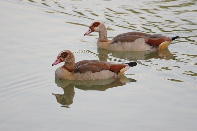 Free download Nilgans Water Bird Nature Wild -  free photo or picture to be edited with GIMP online image editor