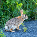 Nimble Hare  screen for extension Chrome web store in OffiDocs Chromium Nimble Hare  screen for extension Chrome web store in OffiDocs Chromium