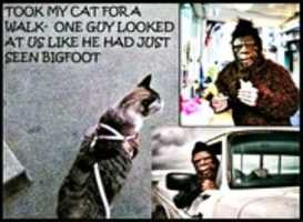 Free download NIZMO THE CAT free photo or picture to be edited with GIMP online image editor
