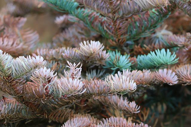 Free download noble fir needles fir tree tree free picture to be edited with GIMP free online image editor