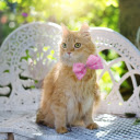 Noble golden cat  screen for extension Chrome web store in OffiDocs Chromium