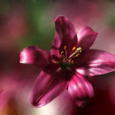 Noble lilies  screen for extension Chrome web store in OffiDocs Chromium