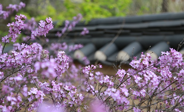 Free download noel online gift shop lilac flower free picture to be edited with GIMP free online image editor