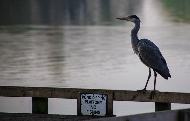 הורדה חינם No Fishing Grey Heron - תמונה או תמונה בחינם לעריכה עם עורך התמונות המקוון GIMP