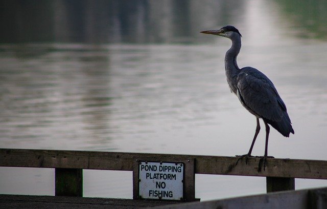 Gratis download No Fishing Grey Heron - gratis foto of afbeelding om te bewerken met GIMP online afbeeldingseditor